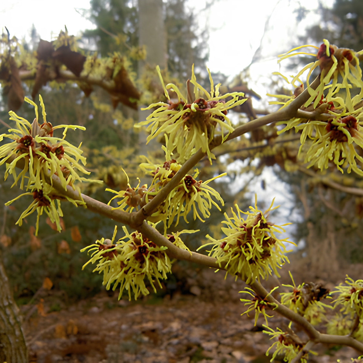הממליס עלווה 50 גרם / Hamamelis Virginiana / Witch Hazel