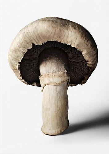 ספר מתכונים - The Gourmand's Mushroom