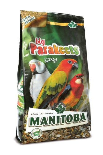 Manitoba 2kg big Parakeets