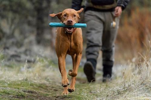 ראפוואר Ruffwear - צעצוע צף לכלב - Gnawt-A-Stick