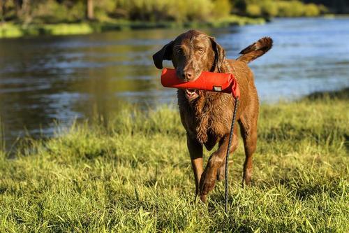 ראפוואר Ruffwear - צעצוע צף לכלב - Lunker