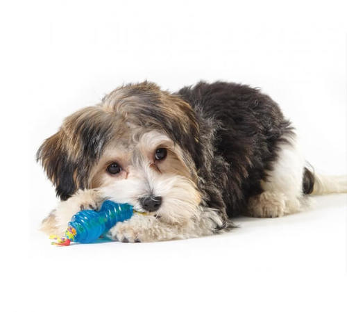 פט סטייג'ס Pet Stages - צעצוע לעיסה דנטלי לכלב - זוג אורקה XS