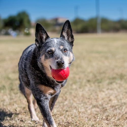 Kong Ball Medium