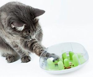 Cat - it Sense 