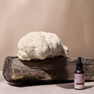 תמצית פטריית היריסיום (Hericium / רעמת האריה) – מיקוספרינג MYCOSPRING (30 מ"ל)