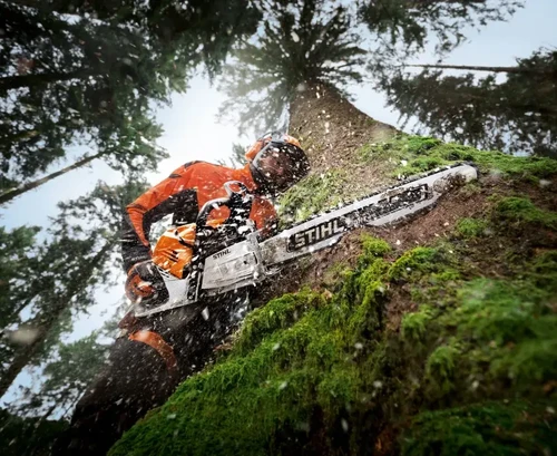 מסור שרשרת מקצועי STIHL MS 500i בפעולת כריתת עץ ביער