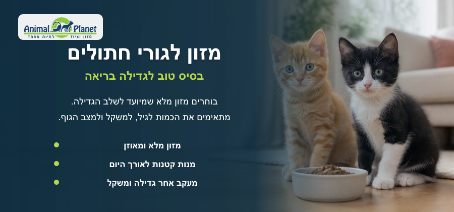 מזון לגורי חתולים צעירים עם קערת אוכל לחתולים ותזונה מותאמת לגדילה בריאה