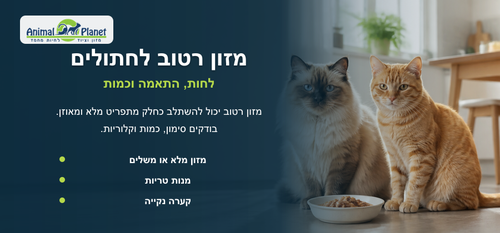 איך לטפל בחתול בבית? מדריך מלא לתזונה, היגיינה ורווחה