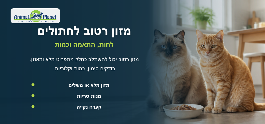מזון רטוב לחתולים בקערה עם חתולים בבית ותזונה עשירה המתאימה לחתולים
