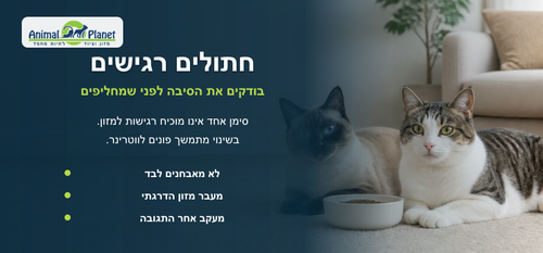 איך לטפל בחתול בבית? מדריך מלא לתזונה, היגיינה ורווחה