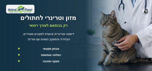איך לטפל בחתול בבית? מדריך מלא לתזונה, היגיינה ורווחה