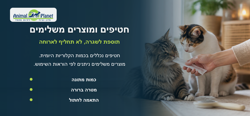 איך לטפל בחתול בבית? מדריך מלא לתזונה, היגיינה ורווחה