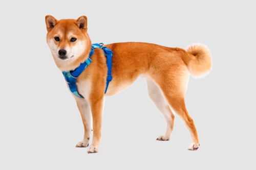 NEW FRONT RANGE HARNESS RUFFWEAR צבע COASTAL MOUNTAIN