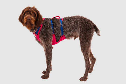 רתמת FLAGLINE DOG HARNESS ראפוואר לכלב צבע Alpenglow Pink