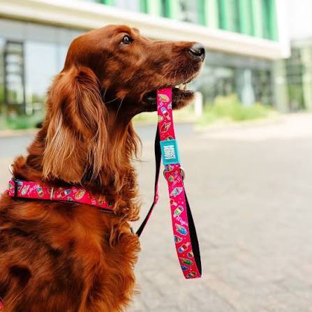 Max & Molly Smart ID Collar S
