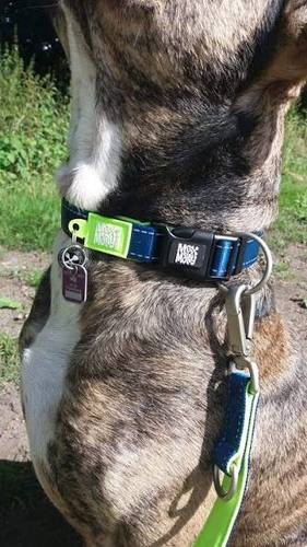 Max & Molly Smart ID Collar L - Matrix