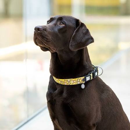 Max & Molly Collar L