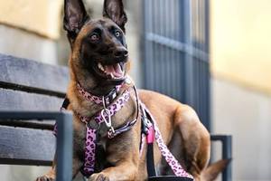 Max & Molly Smart ID Collar L