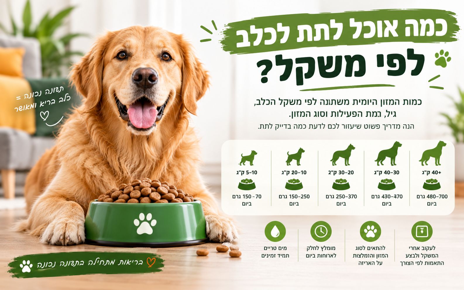 כמה אוכל לתת לכלב לפי משקל — המדריך המלא