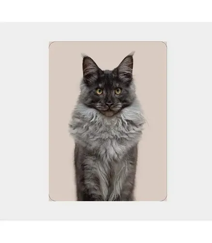 משחק זיכרון - משחק זיכרון – Do you look like your cat?