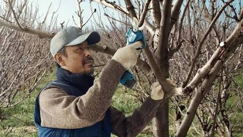 גוף מזמרה נטענת PRO PRUNER מבית BOSCH בוש