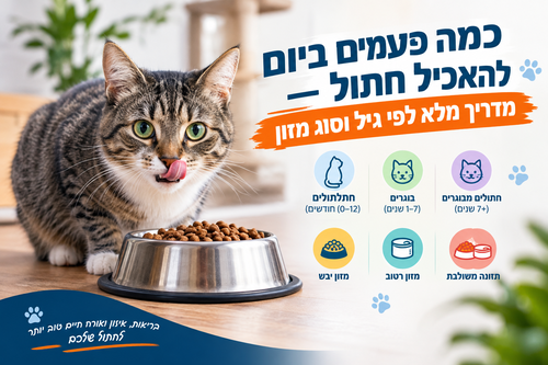 כמה פעמים ביום להאכיל חתול — מדריך מלא לפי גיל וסוג מזון