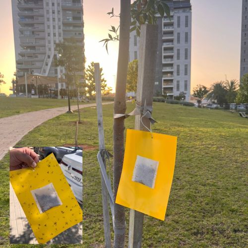 ערכת מלכודות יתושים - 2 מושכני יתושים + 10 לוחות דבק צהובים