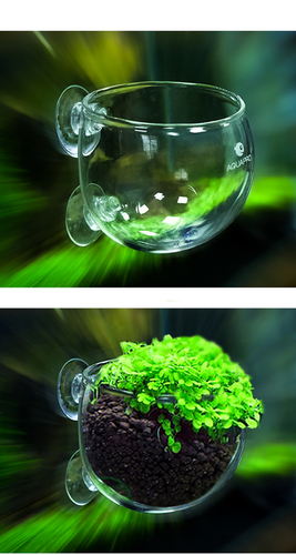 אקווה פרו כוסית שתילה מזכוכית AQUAPRO Glass Plant Pot
