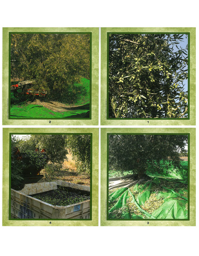 ערכת תהליך הייצור מהמסיק עד השמן/מ.פ.
