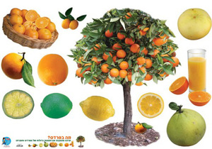 ערכת תמונות מה בפרדס?/גן לי