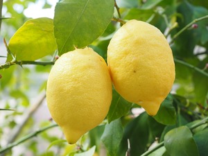 לימון אורגני (ק"ג)