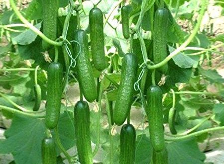 מלפפון- 100 זרעים