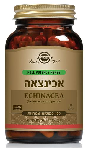 אכינצאה