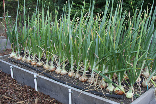 בצל ישראלי- 100 זרעים