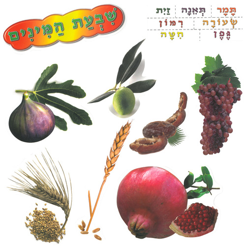 ערכה ללוח קיר שבעת המינים/ריטרם