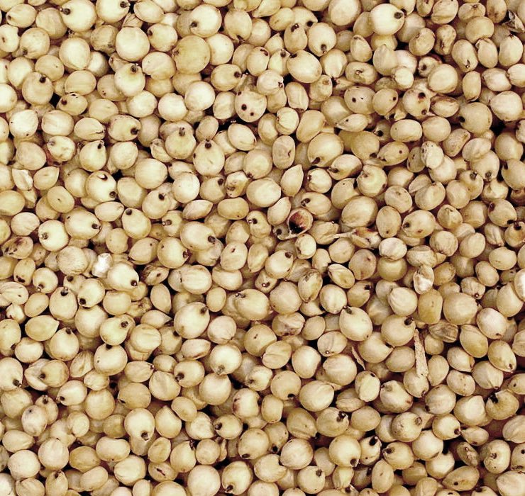 דורה / סורגום  500 גרם. sorghum