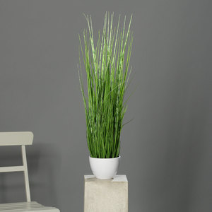 דשא קליפורניה בעציץ לבן 74 ס"מ California beach grass