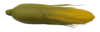 קלחי תירסים מלאכותיים מפלסטיק 12 יחידות