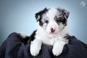 טיפים לצילום כלבים - מאת אלינור רוייזמן