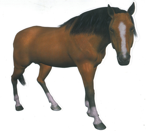 ערכת המחשה חיות בית ומשק