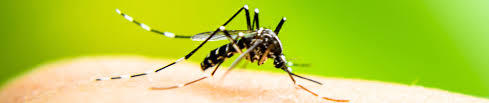 מחבט חשמלי ליתושים הוריקן מוסקיטו Mosquito