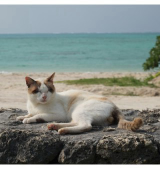 Fuji XF55-200mm F/3.5-4.8 R LM OIS רשמי