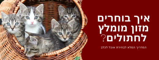 כך תבחרו מזון עבור החתול שלכם