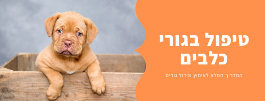 טיפים לגידול גורי כלבים
