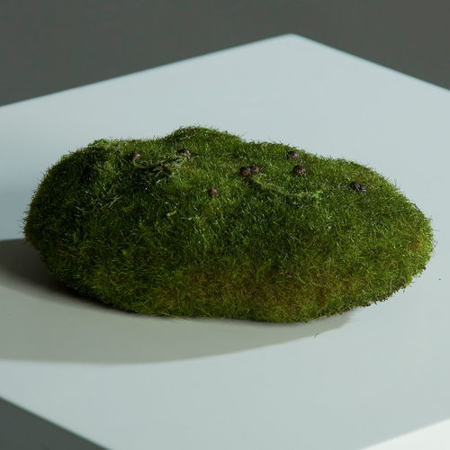 מילוי ספוגי לעציץ קטן MOSS SPONGE