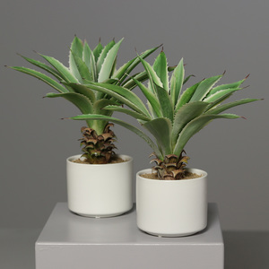 אגבה 30 ס"מ בעציץ קרמיקה לבן agave