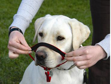 קולר ראש לכלב האלטי Headcollar