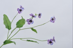 אמנון ותמר סגול 66 ס"מ PANSY