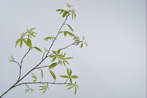 שיער שולמית ירוק 148 ס"מ LEAF SPRAY