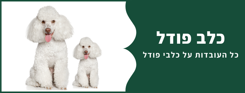 כל העובדות על כלב פודל 